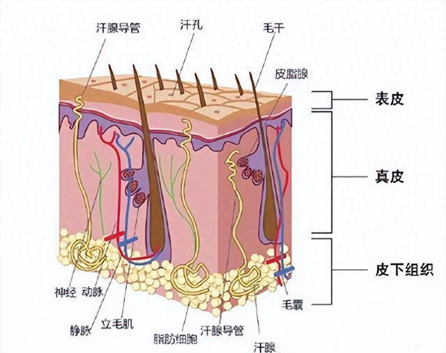 洗完头后，自然风干好，还是吹干好？大部分人都做错了！