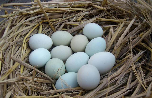 都是鸡蛋：“黄壳、白壳、绿壳”有啥不同？看完以后，可别乱买了