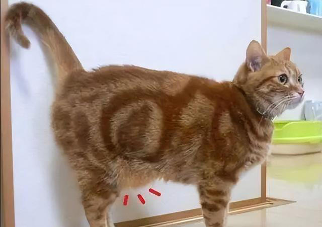 一只猫“被养得好”，会有这6个迹象，骗不了人的！