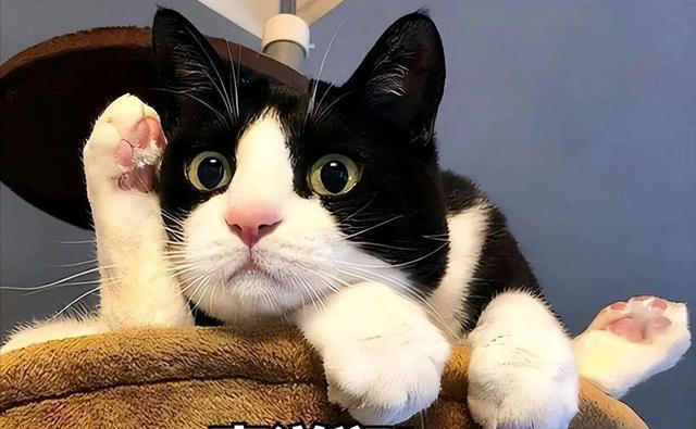 一只猫“被养得好”，会有这6个迹象，骗不了人的！