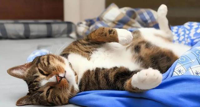 一只猫“被养得好”，会有这6个迹象，骗不了人的！