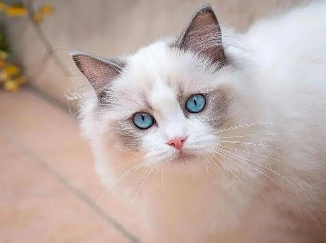 一只猫“被养得好”，会有这6个迹象，骗不了人的！