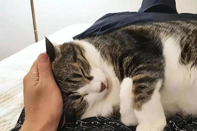 一只猫“被养得好”，会有这6个迹象，骗不了人的！