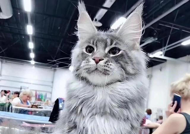 一只猫“被养得好”，会有这6个迹象，骗不了人的！