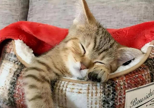 一只猫“被养得好”，会有这6个迹象，骗不了人的！