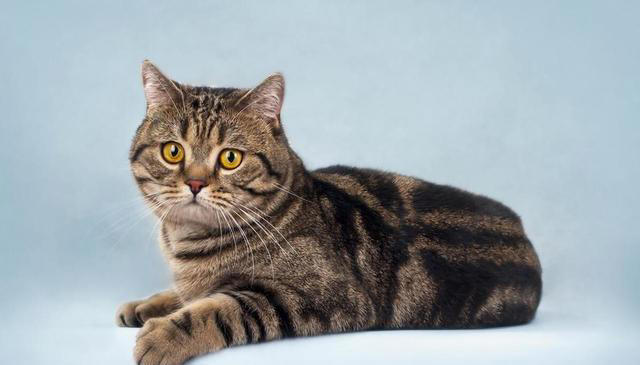 怎么才能判断猫咪营养不良？