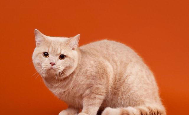 怎么才能判断猫咪营养不良？