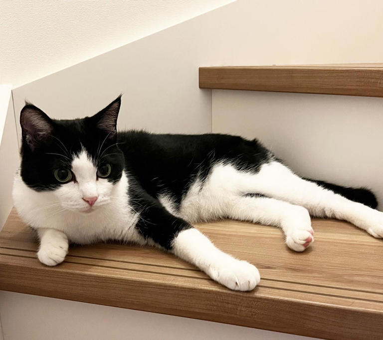 为什么猫咪总是盯着你的椅子不放，它到底为什么总抢你的座？