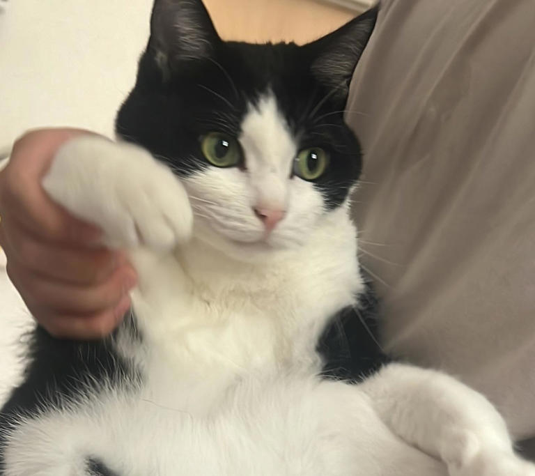 为什么猫咪总是盯着你的椅子不放，它到底为什么总抢你的座？