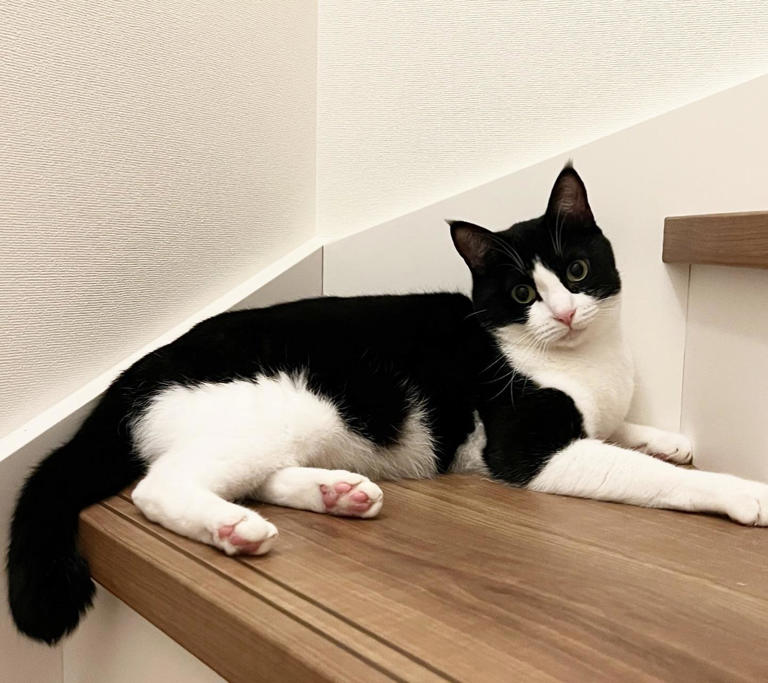 为什么猫咪总是盯着你的椅子不放，它到底为什么总抢你的座？