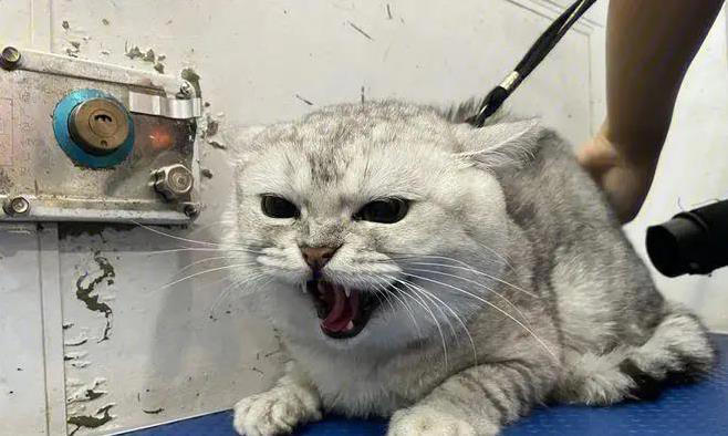 猫咪这么萌，为啥有人讨厌？4个原因让人意外