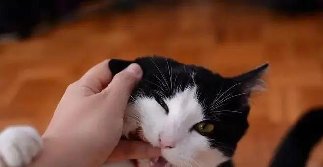 猫咪这么萌，为啥有人讨厌？4个原因让人意外