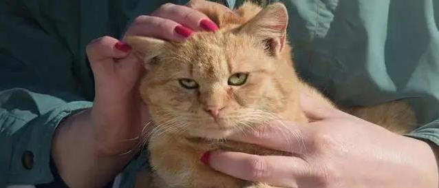 猫咪这么萌，为啥有人讨厌？4个原因让人意外