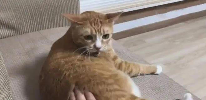 猫咪这么萌，为啥有人讨厌？4个原因让人意外