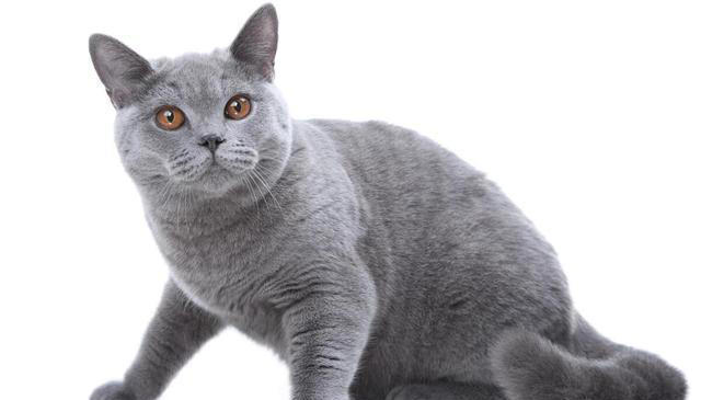 最粘人的6种猫咪！喜欢和猫咪贴贴的看过来！