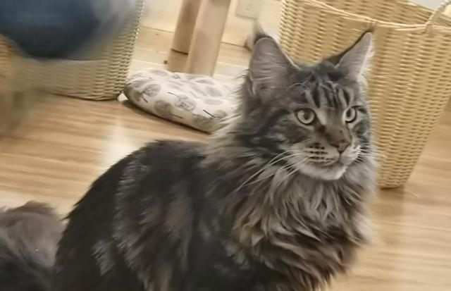 最粘人的6种猫咪！喜欢和猫咪贴贴的看过来！