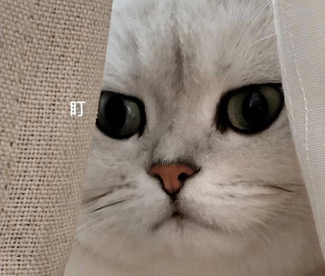 最粘人的6种猫咪！喜欢和猫咪贴贴的看过来！