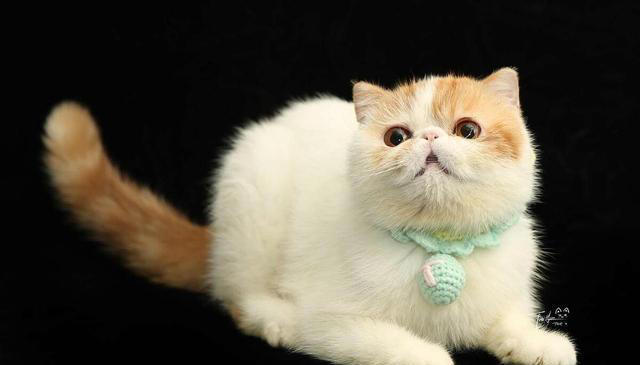 最粘人的6种猫咪！喜欢和猫咪贴贴的看过来！