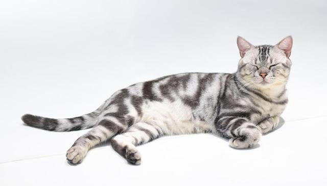 最粘人的6种猫咪！喜欢和猫咪贴贴的看过来！