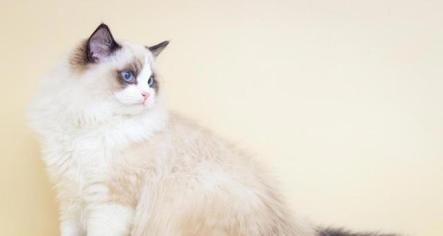 最粘人的6种猫咪！喜欢和猫咪贴贴的看过来！