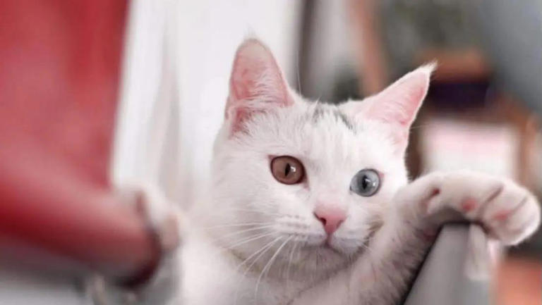 猫咪总爱躲角落偷瞄我，我以为它调皮，5个原因却让我心都化了