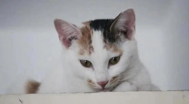 猫咪总爱躲角落偷瞄我，我以为它调皮，5个原因却让我心都化了