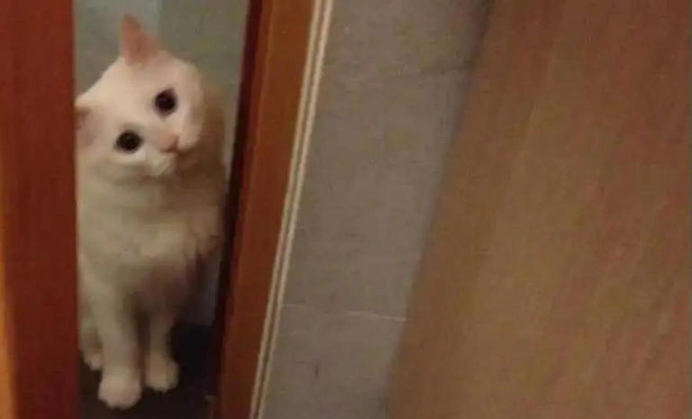 猫咪总爱躲角落偷瞄我，我以为它调皮，5个原因却让我心都化了
