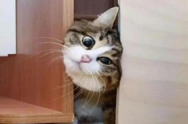 猫咪总爱躲角落偷瞄我，我以为它调皮，5个原因却让我心都化了