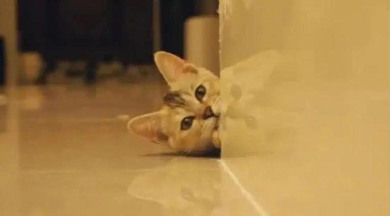 猫咪总爱躲角落偷瞄我，我以为它调皮，5个原因却让我心都化了