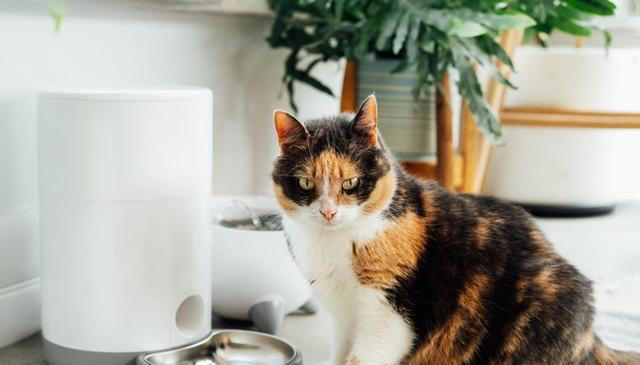 探索猫咪食欲背后的真相：你真的了解猫咪的吃饭欲望吗？