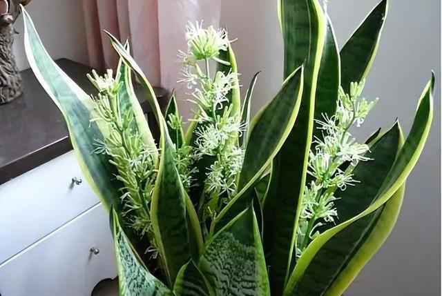 卧室养“3种花”，一清新空气，二促进睡眠，三观赏性高，特别值