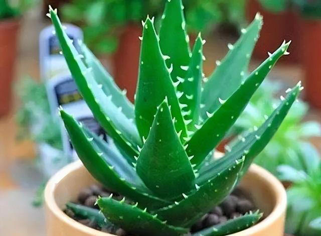 卧室养“3种花”，一清新空气，二促进睡眠，三观赏性高，特别值