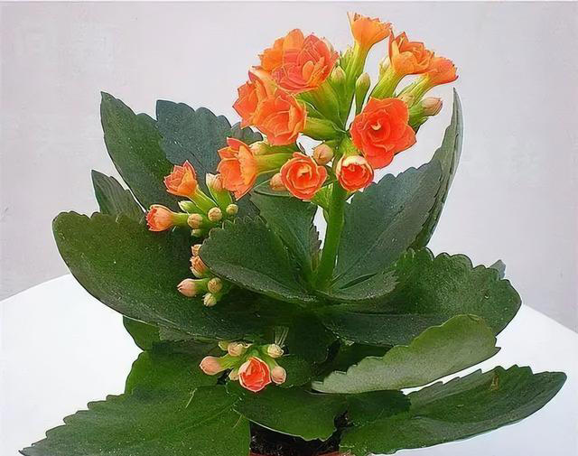 卧室养“3种花”，一清新空气，二促进睡眠，三观赏性高，特别值