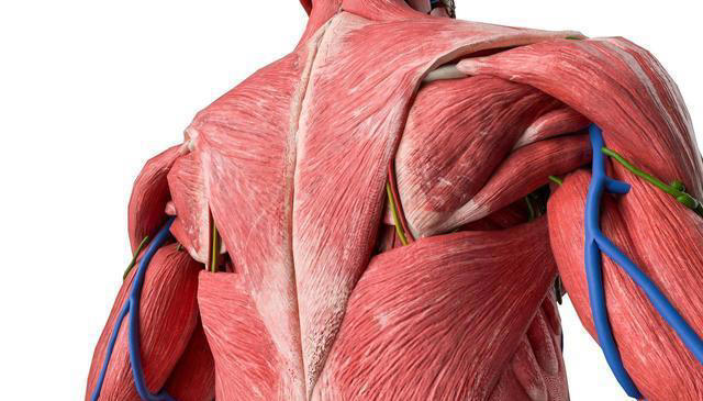 饿到什么程度，脂肪才会开始消耗呢？医生来告诉你真相