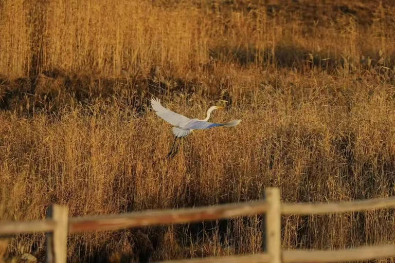 长大后才发现，生活还需要一点点的演技
