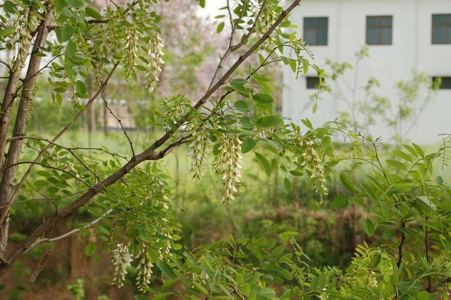 情感分享：人活着，不要去羡慕任何人