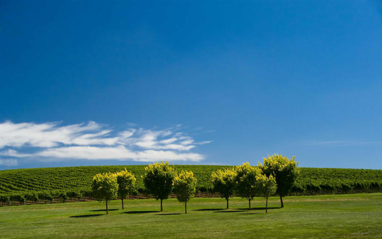 路由器DNS设置攻略：如何提速又保安全？