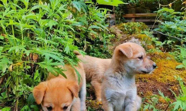 中华田园犬有多棒？养一只省心又贴心，真会看家！