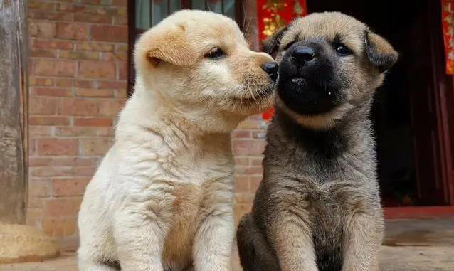 中华田园犬有多棒？养一只省心又贴心，真会看家！