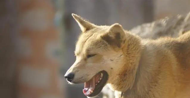 中华田园犬有多棒？养一只省心又贴心，真会看家！