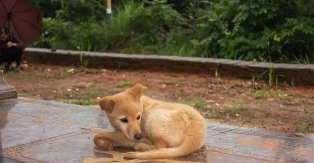 中华田园犬有多棒？养一只省心又贴心，真会看家！