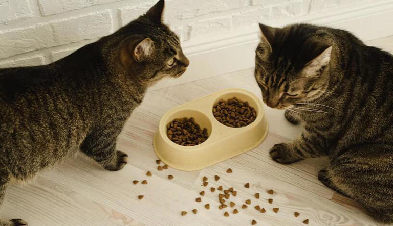 猫咪减肥怎么选猫粮？怎么判断自己所选的猫粮是否适合控制体重的猫