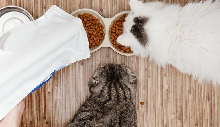 猫咪减肥怎么选猫粮？怎么判断自己所选的猫粮是否适合控制体重的猫