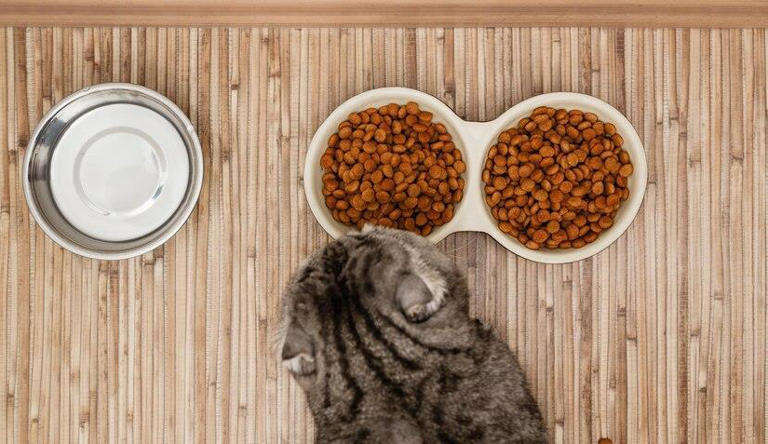 猫咪减肥怎么选猫粮？怎么判断自己所选的猫粮是否适合控制体重的猫