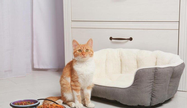 猫咪减肥怎么选猫粮？怎么判断自己所选的猫粮是否适合控制体重的猫