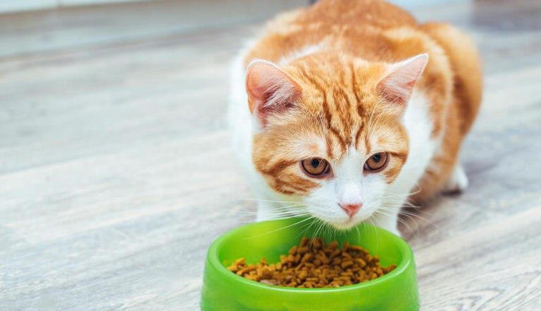 猫咪减肥怎么选猫粮？怎么判断自己所选的猫粮是否适合控制体重的猫