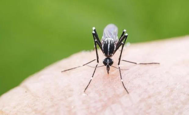 感染基孔肯雅热会留后遗症吗？这几类人要格外注意