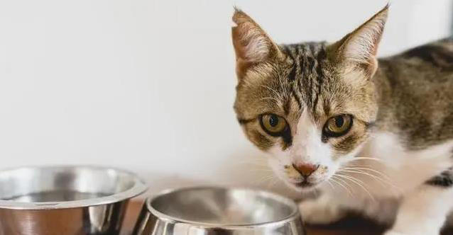 猫咪吃饭有讲究？一天喂几次才健康？科学喂养全揭秘