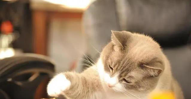 猫咪吃饭有讲究？一天喂几次才健康？科学喂养全揭秘