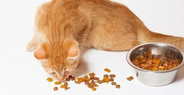 猫咪吃饭有讲究？一天喂几次才健康？科学喂养全揭秘